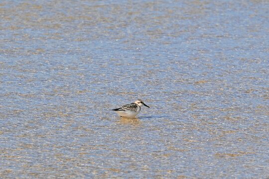 Three-toed Sandpiper, Calidris alba foraging
on a sandy beach at low tide