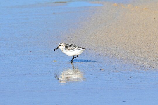 Three-toed Sandpiper, Calidris alba foraging
on a sandy beach at low tide