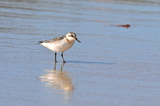 Three-toed Sandpiper, Calidris alba foraging
on a sandy beach at low tide