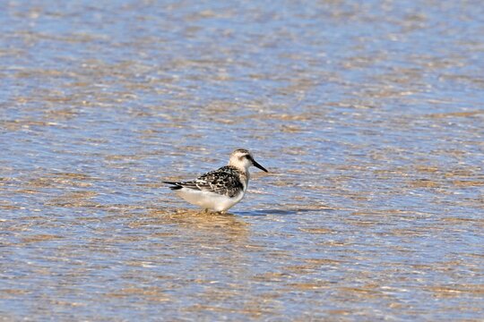 Three-toed Sandpiper, Calidris alba foraging
on a sandy beach at low tide