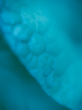 Close-up abstract view of a leaf with soft organic structure and turquoise blue tones, photographed on June 14, 2026. Extremely shallow depth of field creates a smooth botanical background with a drea