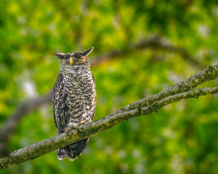 A Spot bellied Eagle Owl