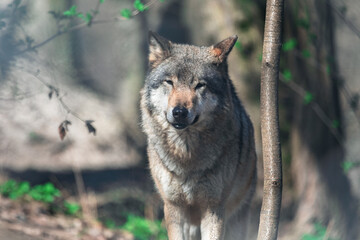Fototapeta premium Wildlife forest setting with gray wolf standing among trees and looking toward the camera. Soft natural light highlights its thick fur, alert ears, and powerful face