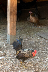 Domestic rooster and hens foraging in a rustic wooden chicken coop on a farm © dizfoto1973