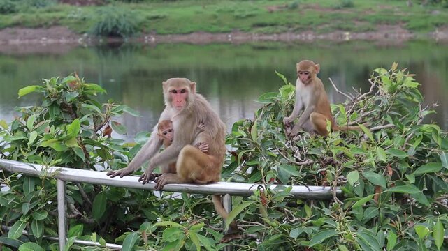 Cinematic b-roll footage of a wild mother rhesus macaque monkey carrying her baby infant clinging to her belly while walking and sitting on a metal railing near a scenic lake in India.
