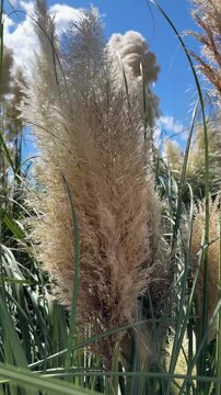 Close-up of a fluffy golden pampas grass plume swaying in the wind against a bright blue sky, highlighting its delicate natural texture.