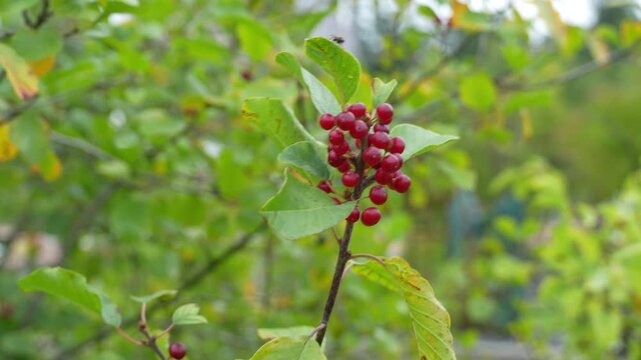 Frangula alnus, commonly known as alder buckthorn, glossy buckthorn, or breaking buckthorn 
is a deciduous shrub or small tree in the family Rhamnaceae. 