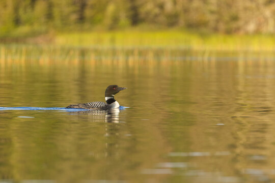 common loon or great northern diver (Gavia immer) family