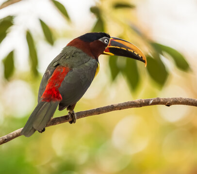 chestnut-eared aracari bird