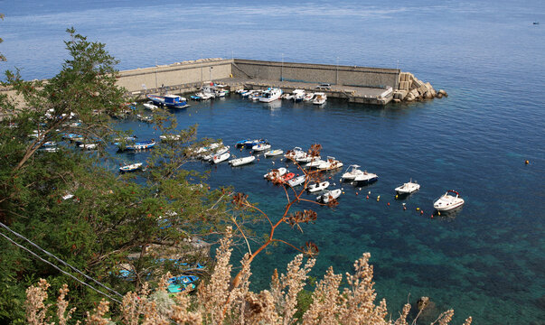 Scilla