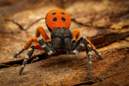 Eresus moravicus spider close up on bark background
