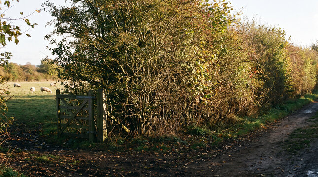 Green hedge and wooden gate near country road with grazing sheep in English countryside. Concept of hedgerow, rural landscape, field.