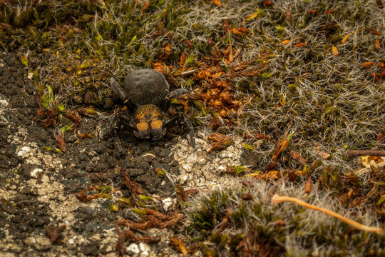 Female Eresus moravicus velvet spider on moss and lichen ground in natural habitat, Czech Republic macro wildlife photography