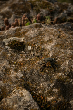 Eresus moravicus female spider on a natural rock surface