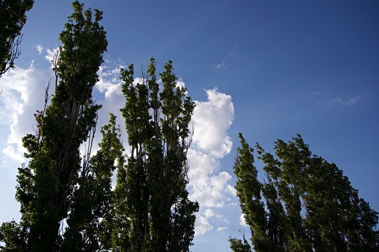 Green poplar trees against blue sky with clouds
