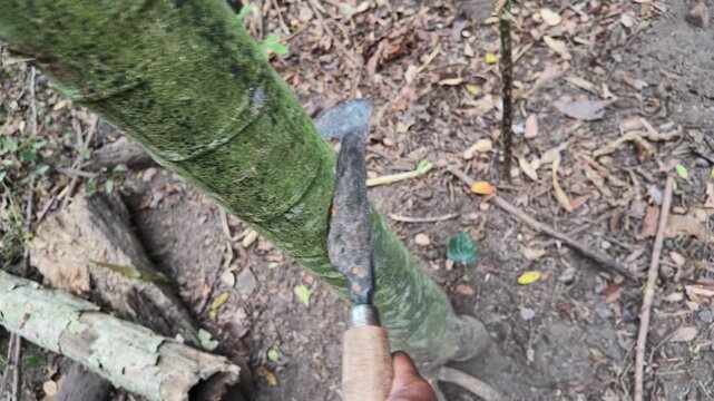 Tapping rubber tree bark.