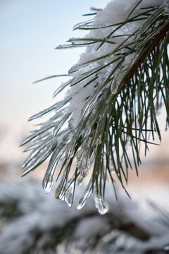 Pine tree branch covered with snow and ice, frozen needles with icicles in soft winter light. Close-up winter nature background, cold weather and frost concept