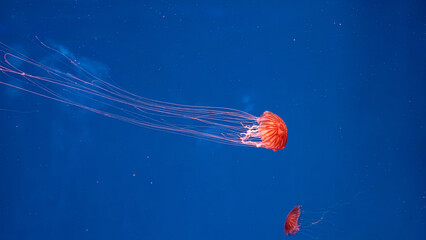 Vibrant orange sea nettle jellyfish swimming in blue water © Minakryn Ruslan 