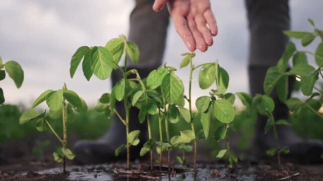 The farmer uses hand irrigation to nourish young soybean plants. The farmer gently sprinkles water on the soybean leaves to support their growth.
