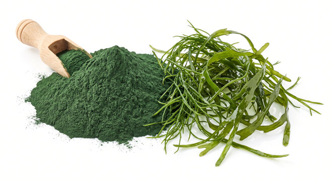 AlgaeHerbs A pile of green spirulina powder next to fresh green seaweed strands, isolated on a pure white background