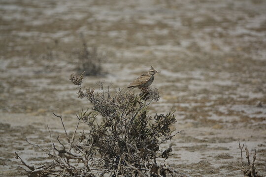 the crested lark (Galerida cristata)