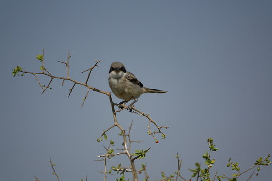 the great grey shrike (Lanius excubitor)