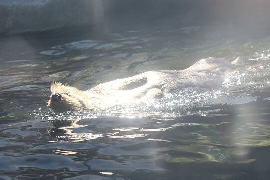 Loutre de mer