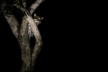 medium-sized spotted wild cat in the night climbing a tree © Agata Carr