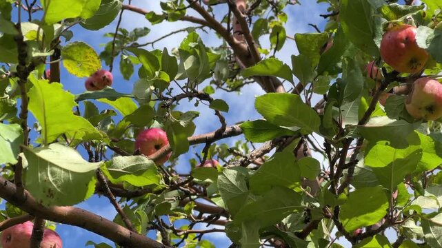 Fresh apples on a tree branch amidst green leaves against a blue sky