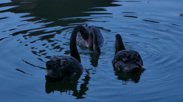 Three black swans on a pond in the evening