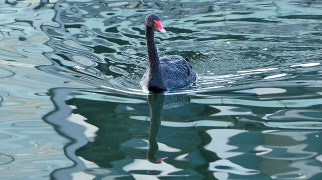 A  black swan swims in a pond