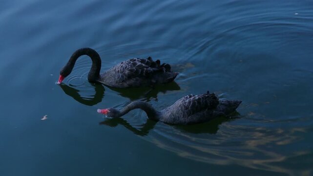 In the evening, two black swans swim on the pond.