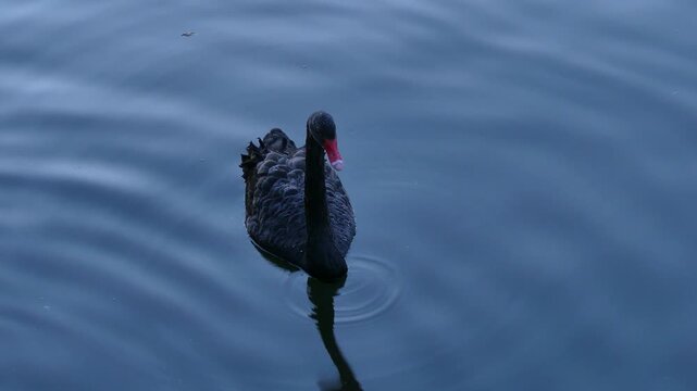 In the evening, the black swan drinks water from the pond