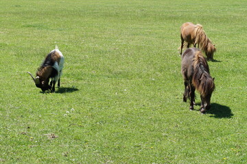 Goats grazing in green pasture © Rekentek
