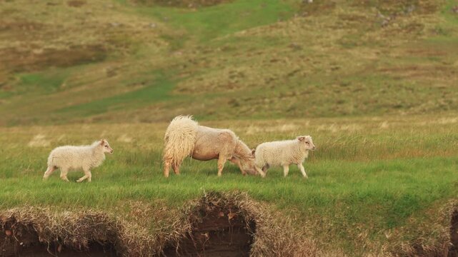 Icelandic sheep family with ewe and two lambs walking and grazing on a lush green pasture in the wild countryside of Iceland