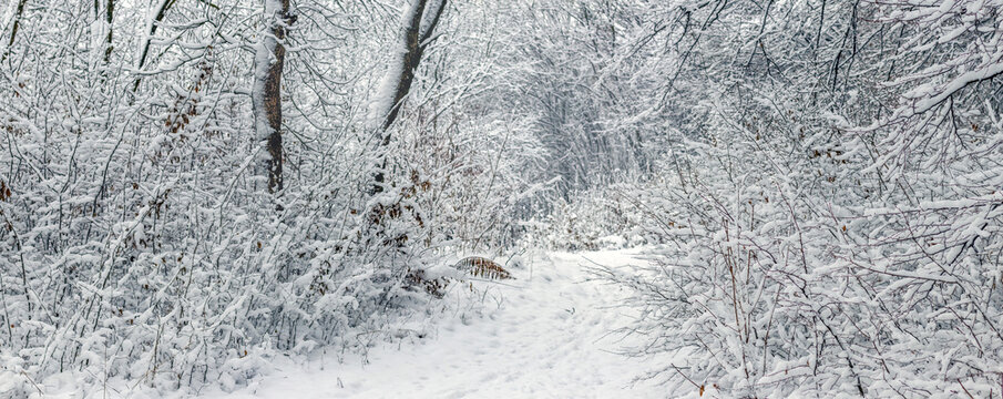 Snow-covered path through winter forest with frost on trees