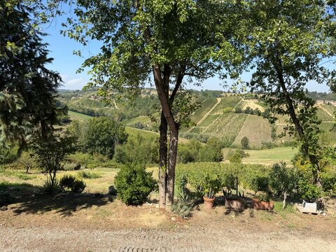 View of the vineyards in Bacedasco Alto, Piacenza province, Emilia-Romagna, Italy
