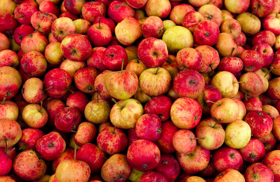 Many ripe red garden apples background