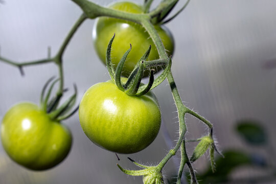 Harvesting green tomatoes. A good harvest of green cucumbers in the greenhouse on the farm.