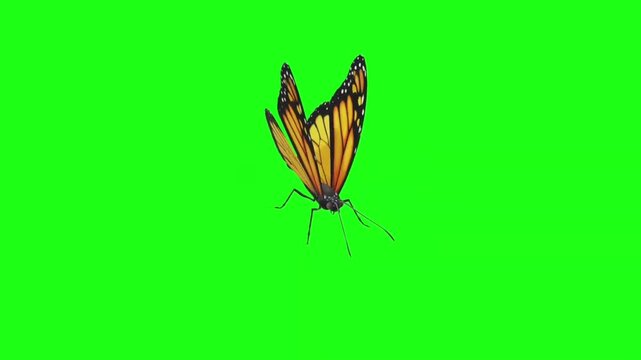 Monarch butterfly flying with flapping wings on green screen background, keyable 3D insect animation
