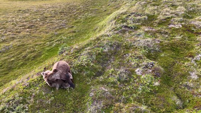 Two playful young brown bears wrestle and roll across the green tundra in Alaska, captured by drone in daylight, showing natural wildlife behavior and grizzly sibling interaction in a wild landscape.