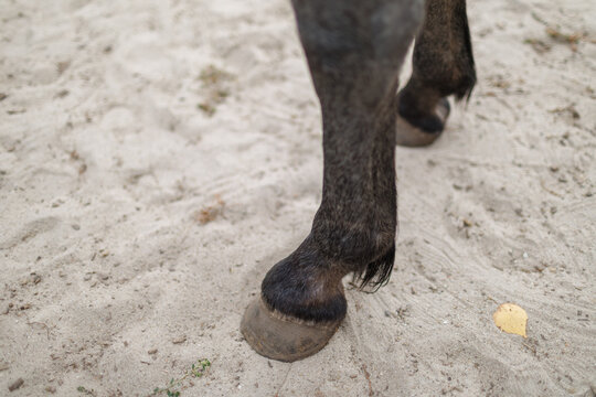Close-up of a dark horse leg and hoof standing on dry ground outdoors