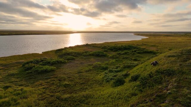 Aerial view captured by drone over the vast Alaskan tundra. Two brown grizzly bears walking and playing in their natural Alaska habitat. The wild animals roam their territory during sunset. 