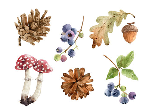 A hand-painted set of autumn watercolor illustrations featuring a pine cone, acorn, oak leaf, berries, and fly agaric mushrooms.