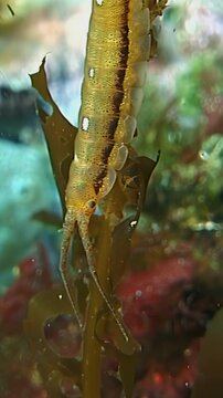 Small skeleton shrimp grips a kelp frond in daylight. The organism shows golden brown segments with white spots against a background of red algae and turquoise water.