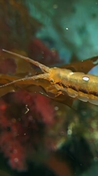 Translucent isopod moves slowly across brown kelp in the Pacific Ocean. The color scheme features amber, deep brown, and teal tones.