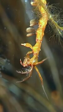 Microscopic observation of a Caprellid amphipod moving its body along aquatic algae during daytime.