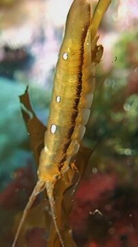 Small marine isopod clings to a kelp blade during daylight hours, showcasing a yellow and brown color scheme with white spots.