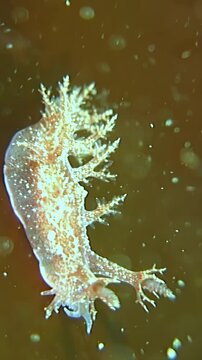 Aeolid nudibranch crawling on a dark brown seafloor in deep water during the day, featuring translucent skin with branching cerata and white spots.