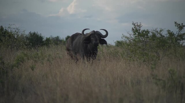 African Buffalo Standing in Tall Savannah Grass